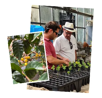 Inspeção do bago e flora