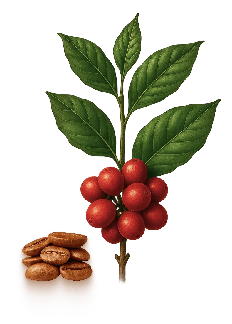 Planta café Robusta