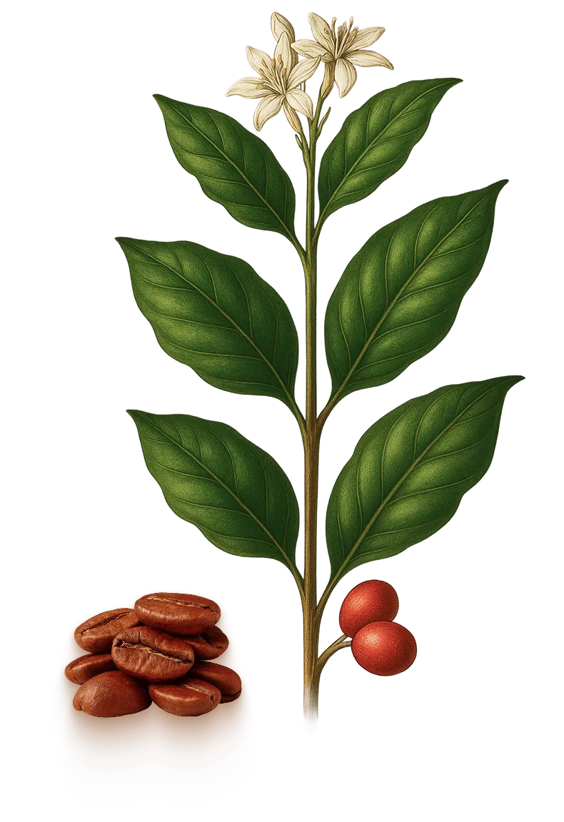 Planta Café Arábica