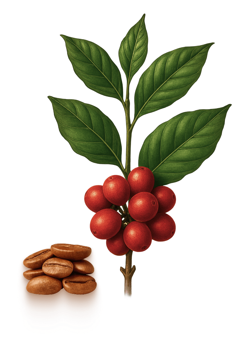 Planta café Robusta Planta café Robusta