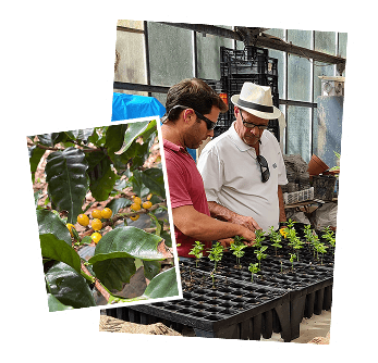 Inspeção do bago e flora Inspeção do bago e flora